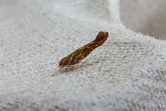 Pyroderces argyrogrammos