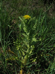 Tephroseris palustris