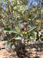 Frangula californica