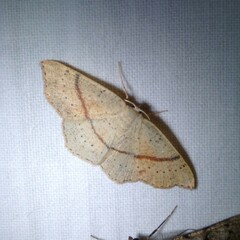 Cyclophora punctaria