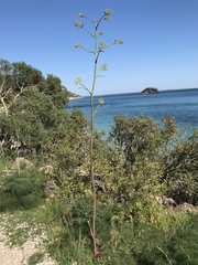 Ferula communis