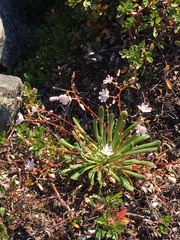 Lewisia columbiana