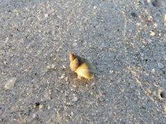 Littorinimorpha