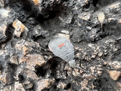 Chlorochroa