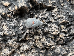 Chlorochroa