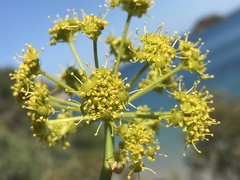Ferula communis