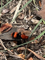 Dasymutilla occidentalis