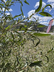 Populus angustifolia