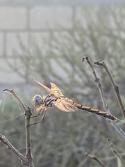 Trithemis arteriosa