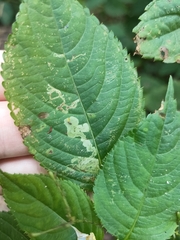 Phytoliriomyza