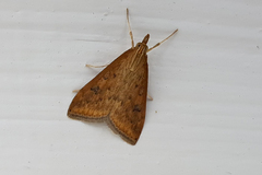 Udea ferrugalis