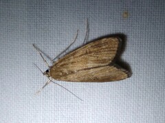 Parapoynx stratiotata