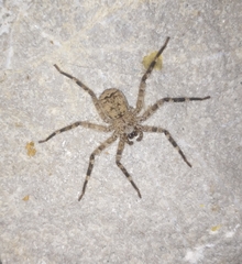Selenops radiatus