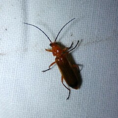 Rhagonycha fulva