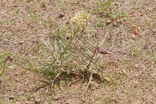 Bract milkweed (Asclepias brachystephana)