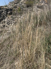 Stipa