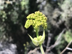Ferula communis
