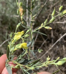 Linaria genistifolia