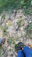 Cyperus esculentus