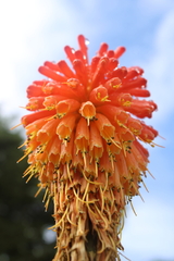 Kniphofia uvaria