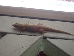 Gekkota
