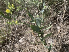 Linaria genistifolia