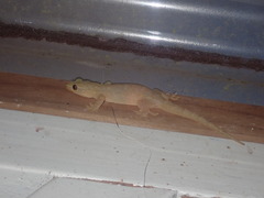 Gekkota