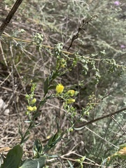 Linaria genistifolia