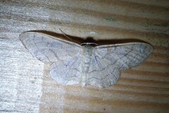 Idaea aversata