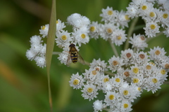 Syrphus opinator