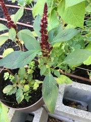 Amaranthus cruentus