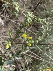 Linaria genistifolia