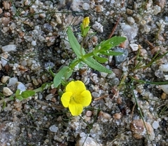 Gratiola aurea
