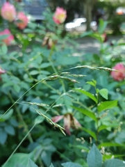 Festuca rubra commutata