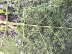 Ferula communis