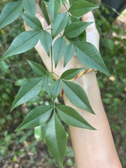 Nandina domestica