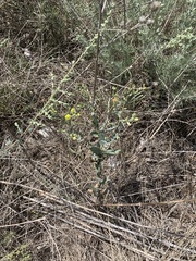 Linaria genistifolia