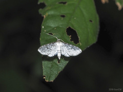 Epaena