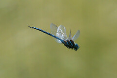 Aeshna canadensis