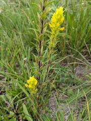 Orthocarpus luteus