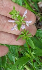Stachys hyssopifolia