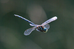 Aeshna canadensis