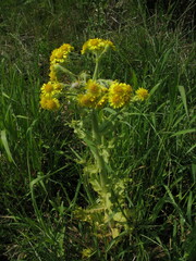 Tephroseris palustris