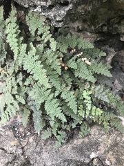 Myriopteris gracilis