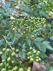 Nandina domestica