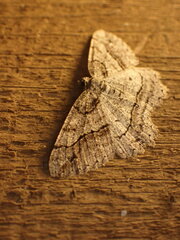 Neoalcis californiaria