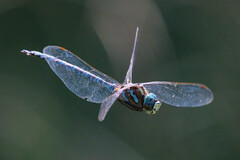 Aeshna canadensis