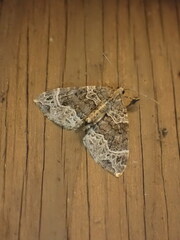 Ecliptopera silaceata