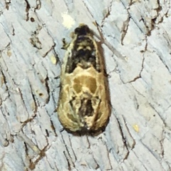 Olethreutes griseoalbana