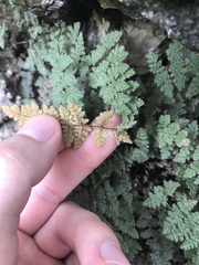 Myriopteris gracilis